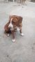 REGALO LA DIAMO UNA NUOVA CASA A TYSON? 